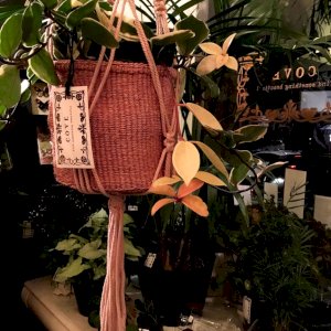 Combine our colorful baskets and macrame hangers to minimize weight when hanging plants.