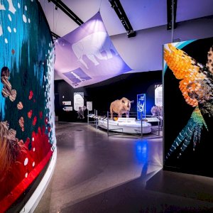 Step this way to explore the shape-shifting, color-changing, uniquely personal nature of skin in our newest exhibit, “Skin: Living Armor, Evolving Identity.” From rhinoceroses & humans to insects & birds, it's deeper than you may think.