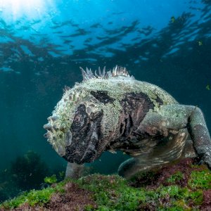 Dragons are real—and real hungry for marine algae. See landscapes, creatures, & flora that rival any fantasy world in our 2019 BigPicture exhibit, featuring some of the best nature & wildlife photographers on Earth! / 📷 Aquatic Life winner Pier Mane