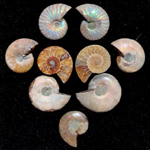 High quality Ammonites are back in stock! We have smaller slices of Ammonite and larger ‘Red Flash’ Ammonites. These fossils are over 145 million years old and are naturally iridescent. Ammonites are grounding, root chakra stones. Their energy helps us open our minds, gain new insight, and see the ‘bigger picture.’