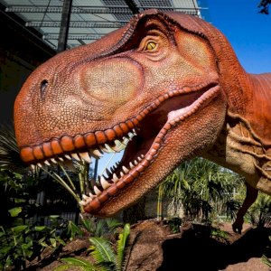 NOW OPEN: Life-size dinosaurs have invaded the Academy! Step into our East Garden—and 66 million years into the past—for "Dino Days," an eye-popping array of moving, roaring, animatronic dinosaurs.